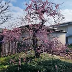 Nippon Tranquillity 4* Carobbio degli Angeli