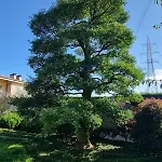 Nippon Tranquillity 4* Carobbio degli Angeli