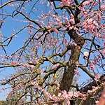 Nippon Tranquillity Bed & Breakfast 4*